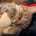 avatar for Lazy_Cat@bookrastinating.com